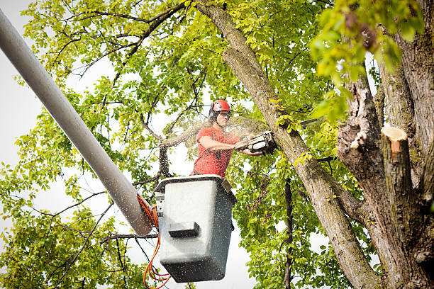 Leaf Removal in Monument Hills, CA